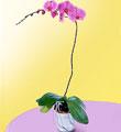 The FTD� Lavender Phalaenopsis Orchid