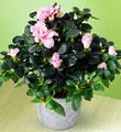 The FTD� Azalea (Sm)