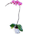 The FTD� Lavender Phalaenopsis Orchid